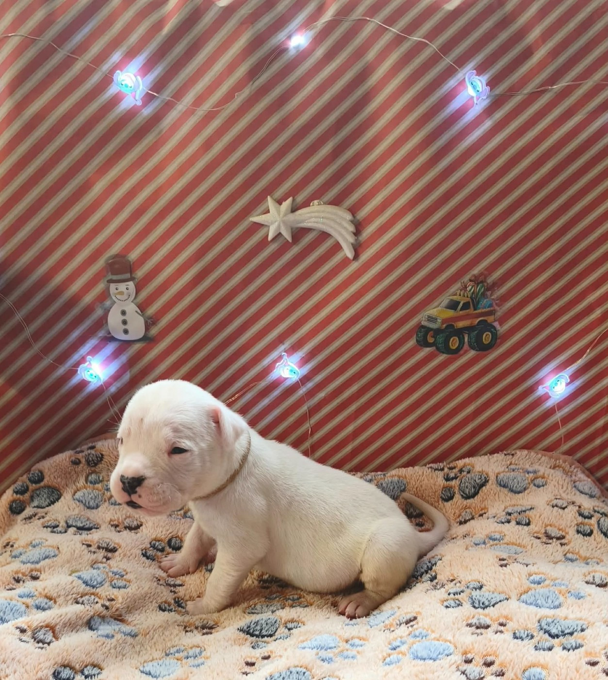 Des Terres Des Anges Blancs - Chiots disponibles - Dogo Argentino