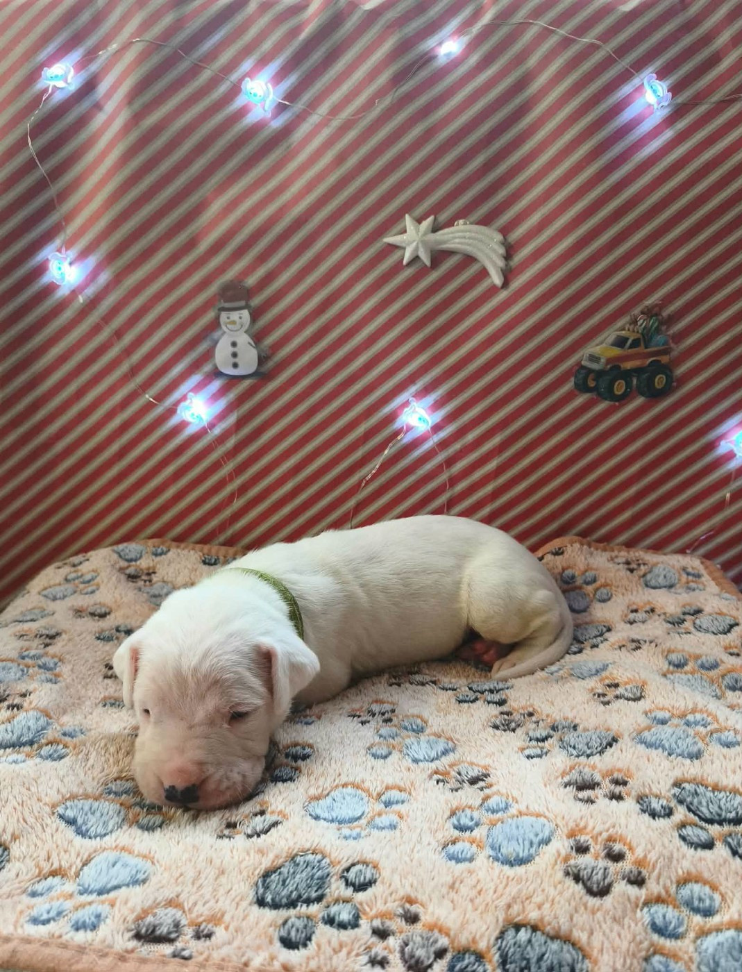 Des Terres Des Anges Blancs - Chiots disponibles - Dogo Argentino