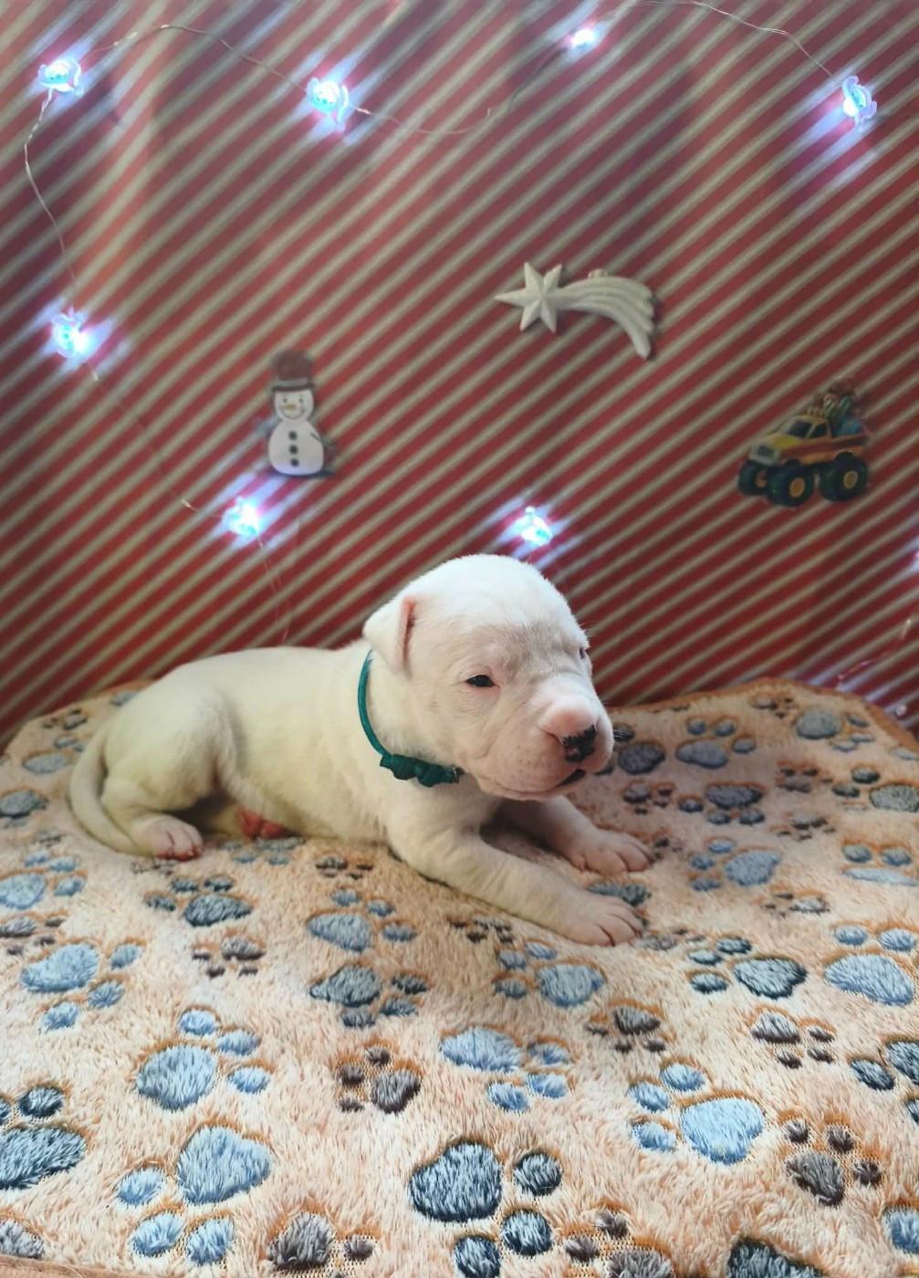 Des Terres Des Anges Blancs - Chiots disponibles - Dogo Argentino