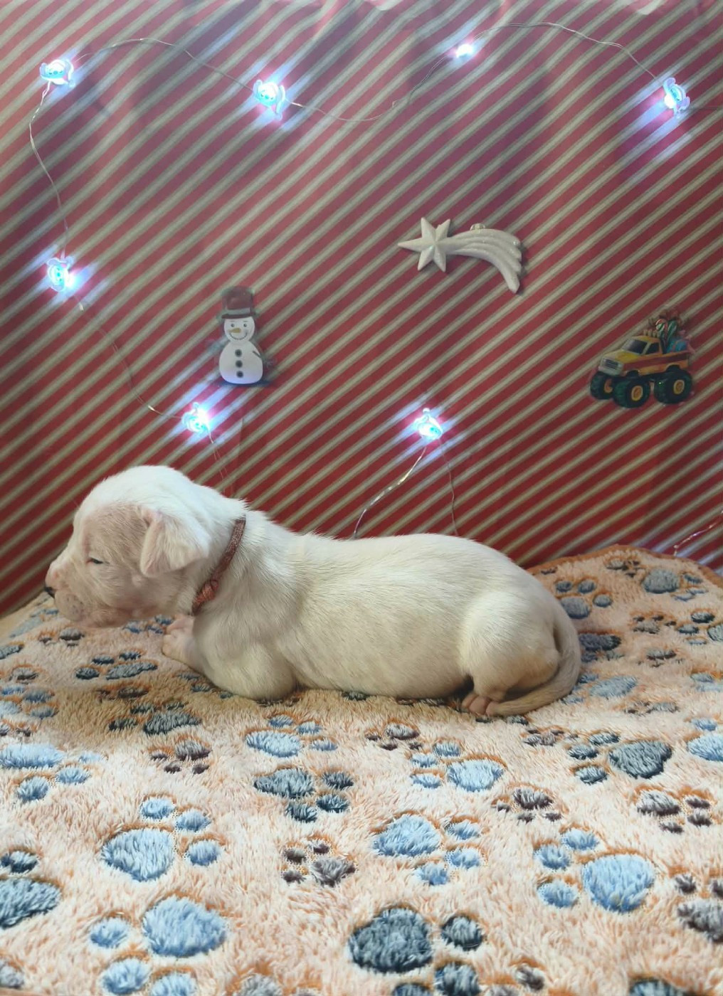 Des Terres Des Anges Blancs - Chiots disponibles - Dogo Argentino