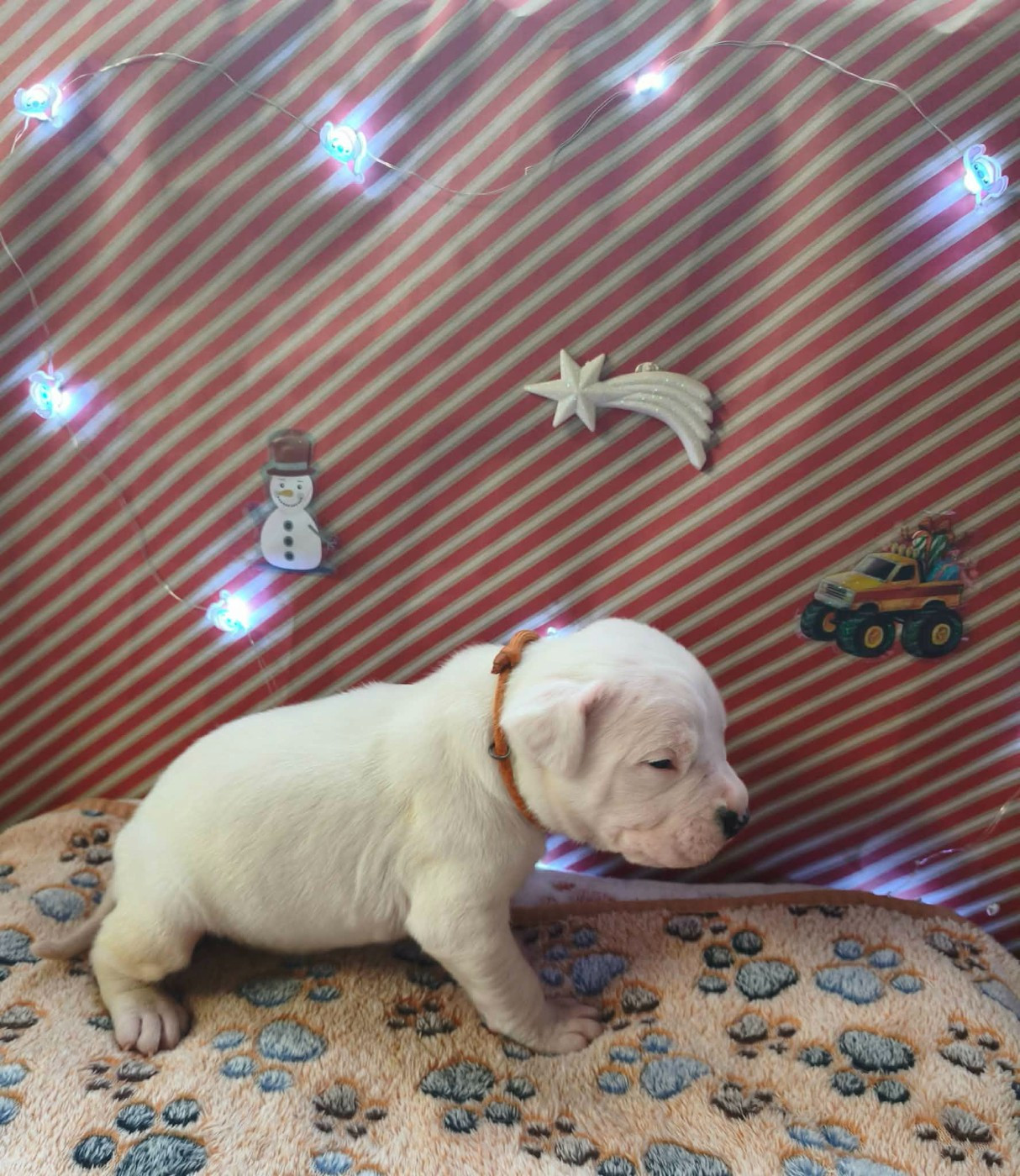 Des Terres Des Anges Blancs - Chiots disponibles - Dogo Argentino