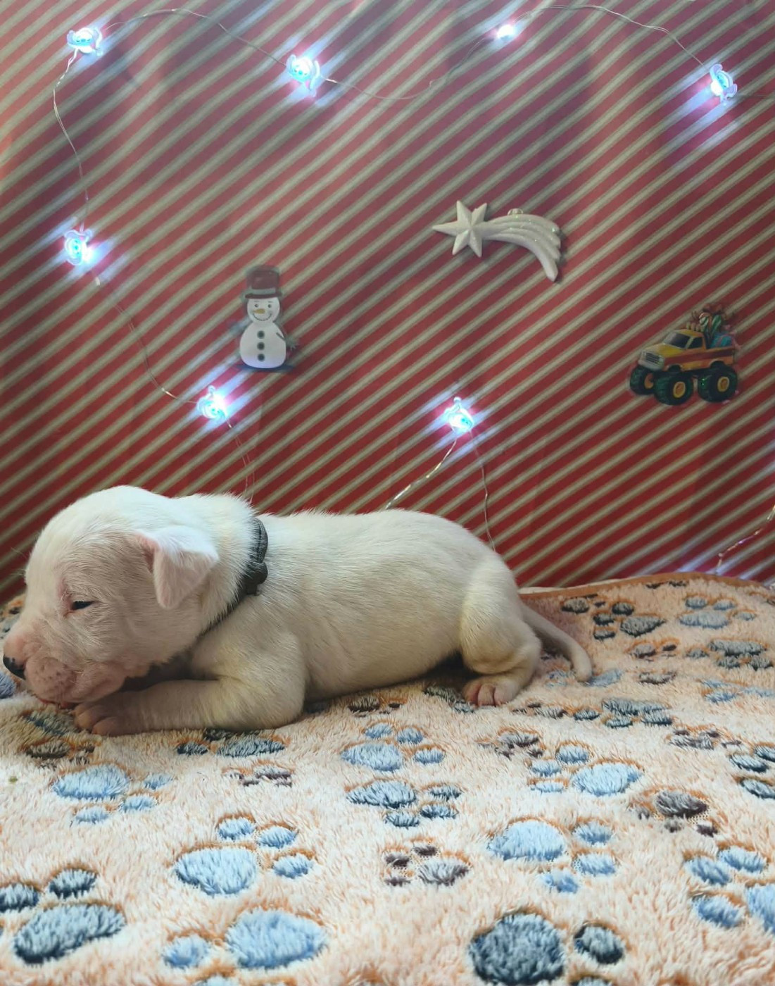 Des Terres Des Anges Blancs - Chiots disponibles - Dogo Argentino