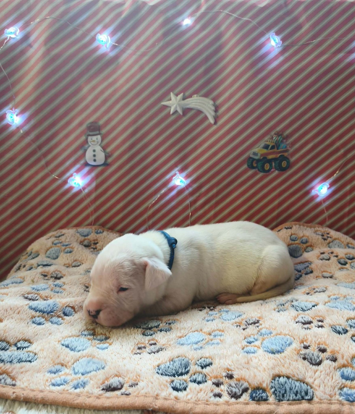 Des Terres Des Anges Blancs - Chiots disponibles - Dogo Argentino