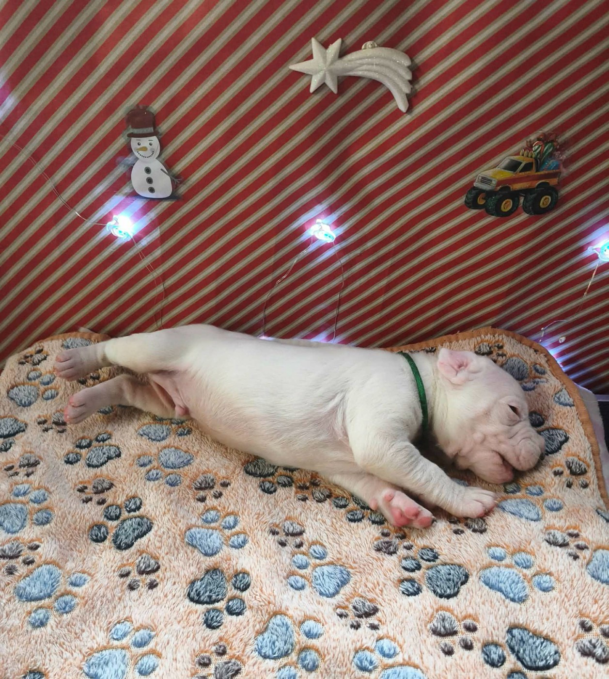 Des Terres Des Anges Blancs - Chiots disponibles - Dogo Argentino