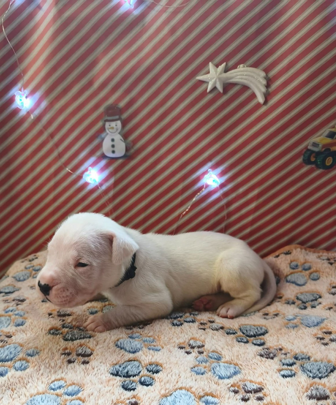 Des Terres Des Anges Blancs - Chiots disponibles - Dogo Argentino