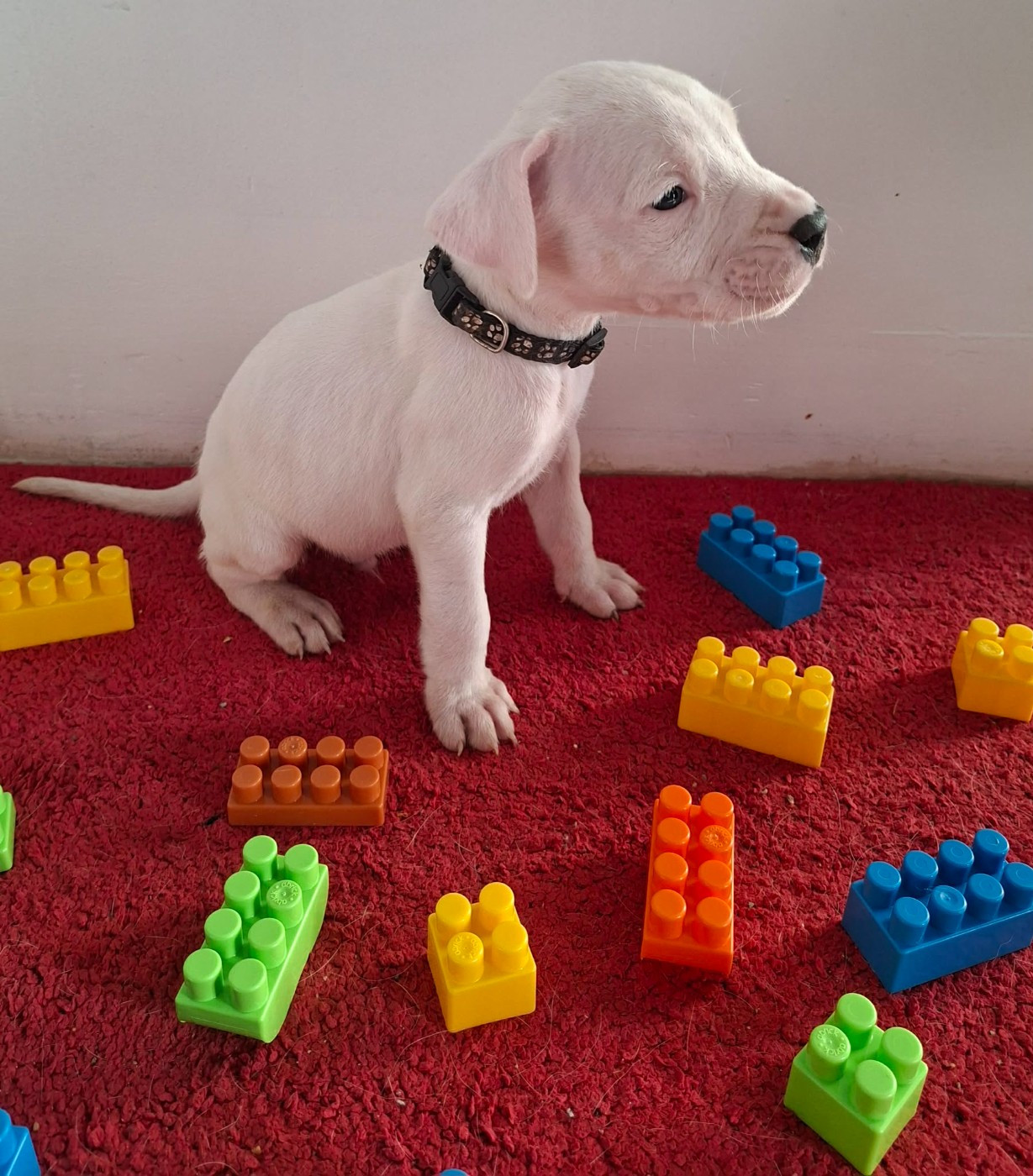 Des Terres Des Anges Blancs - Chiots disponibles - Dogo Argentino