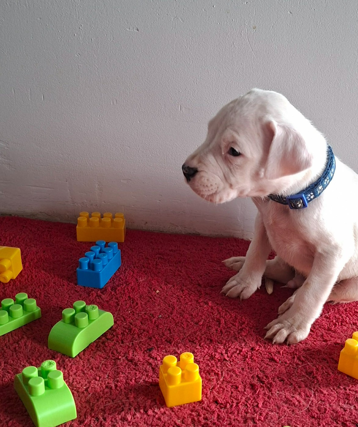 Des Terres Des Anges Blancs - Chiots disponibles - Dogo Argentino