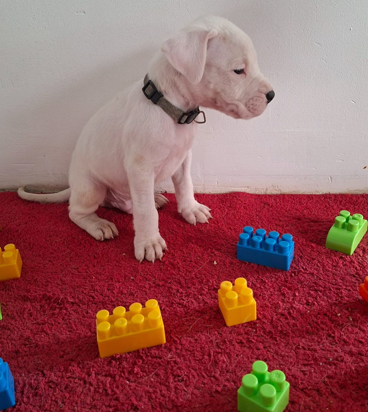 Des Terres Des Anges Blancs - Chiots disponibles - Dogo Argentino