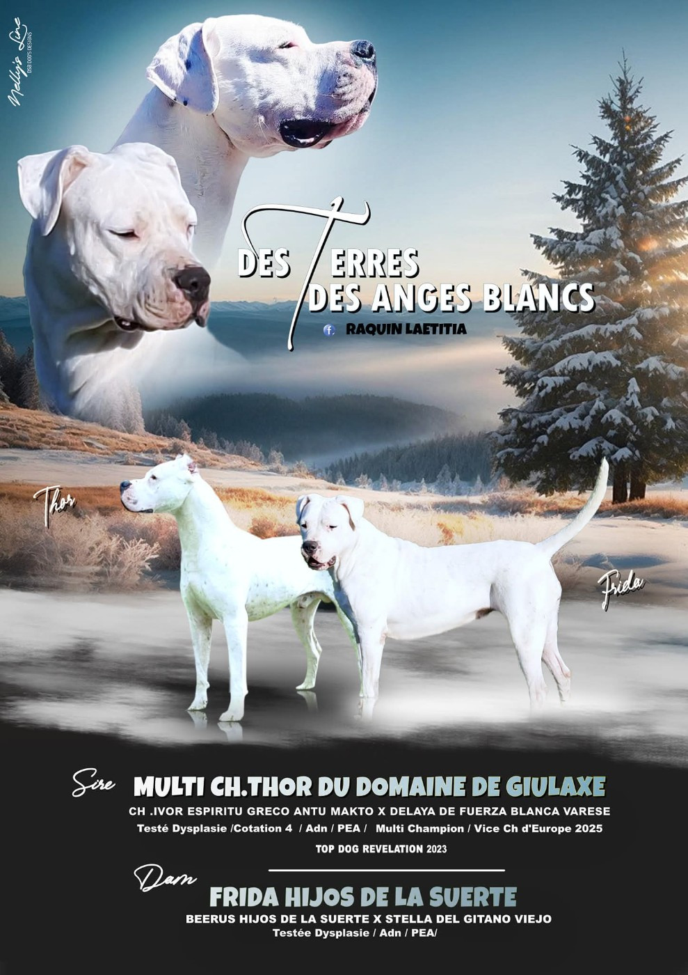 Des Terres Des Anges Blancs - Dogo Argentino - Portée née le 29/11/2025