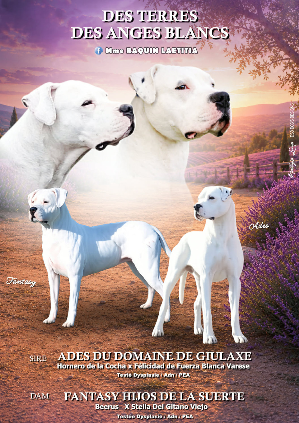 Chiot Dogo Argentino Des Terres Des Anges Blancs
