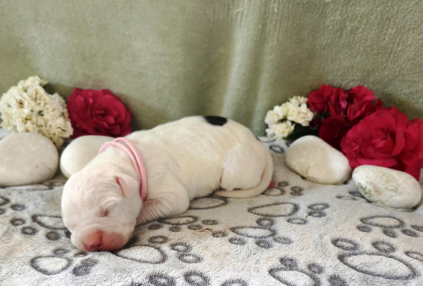 Des Terres Des Anges Blancs - Chiots disponibles - Dogo Argentino