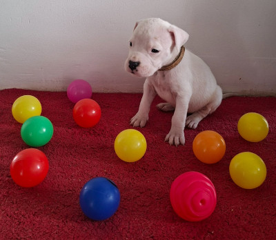 Femelle collier blanc