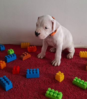 Mâle collier orange